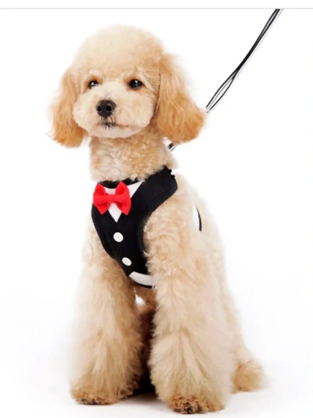 Dogo easily Bowtie harness. Size Large with matching leash.